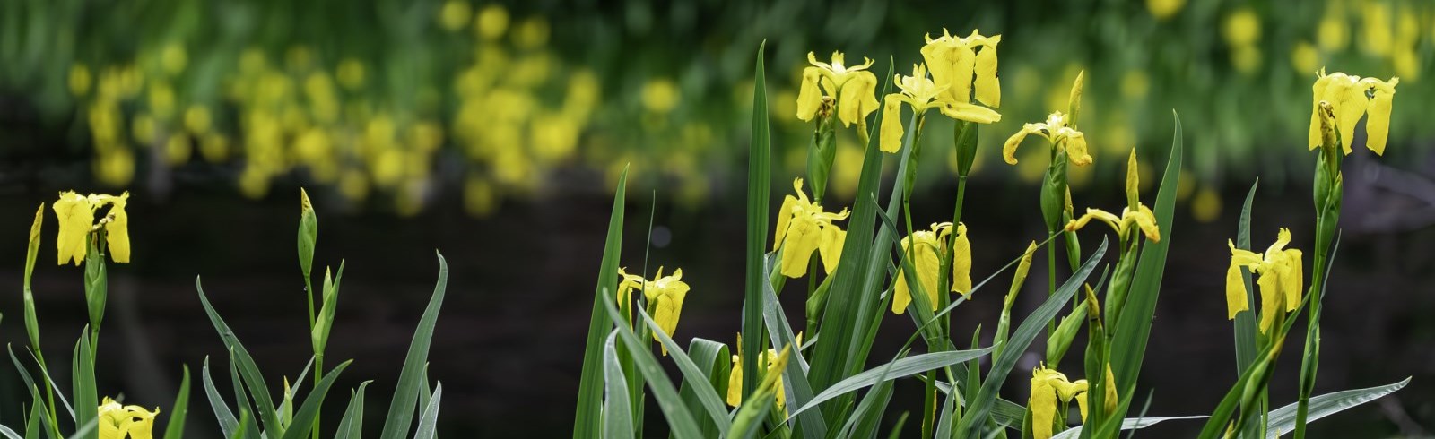 Yellow Iris stock photo